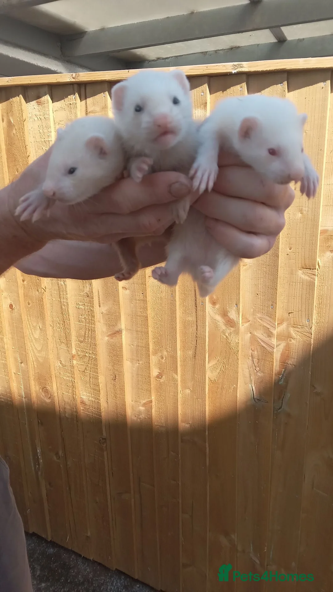 Ferret rodents for sale: Ferrets - Advert 1
