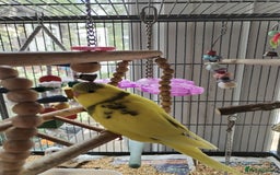 Budgerigars birds for sale: Beautiful baby budgies lovely colours  - Image 6