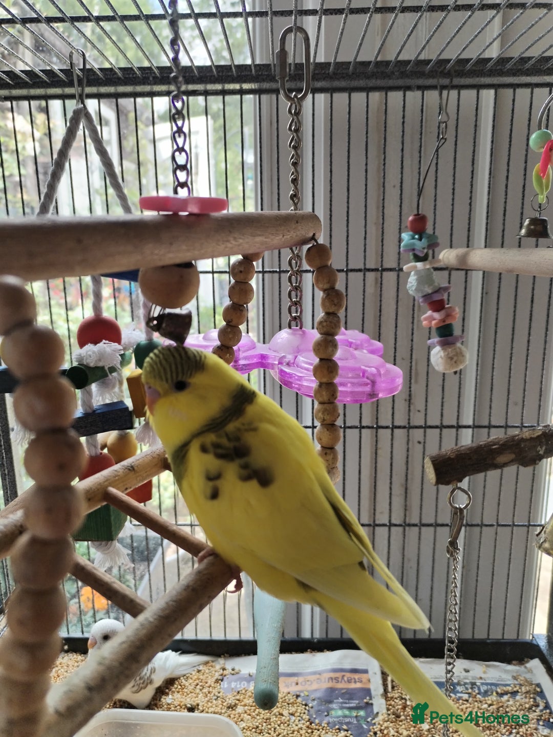 Budgerigars birds for sale: Beautiful baby budgies lovely colours  - Image 6