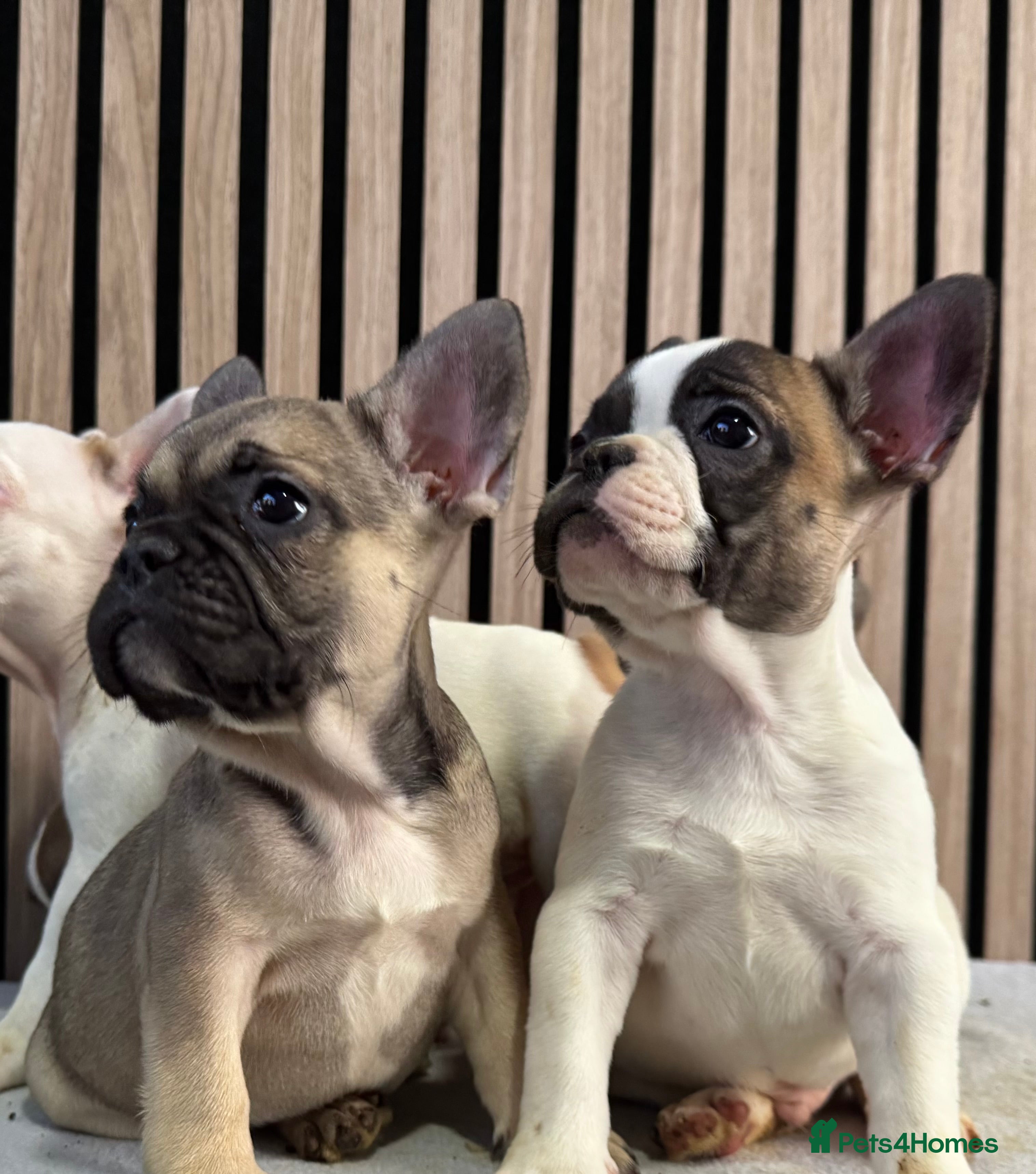 French Bulldog dogs KC REGISTER FRENCH BULLDOGS 🐶 - Advert 6
