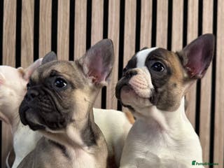 French Bulldog dogs KC REGISTER FRENCH BULLDOGS 🐶 - Advert 6