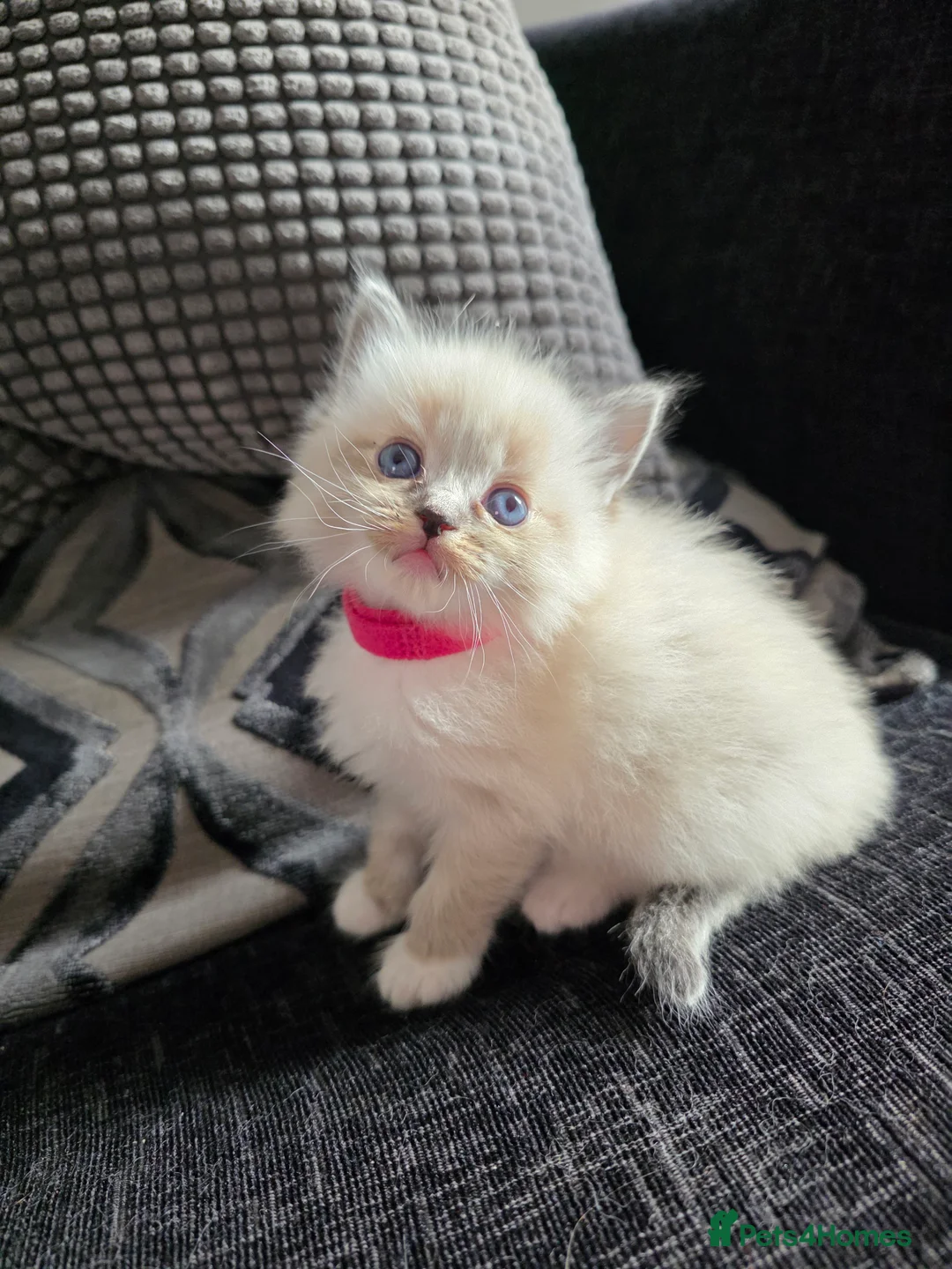 Ragdoll cats for sale: Gorgeous Ragdoll Kittens - Advert 2