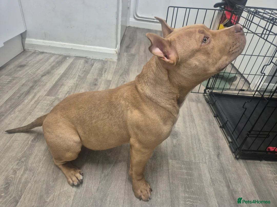 American Bulldog dogs for sale: Sugar Cane - Advert 2