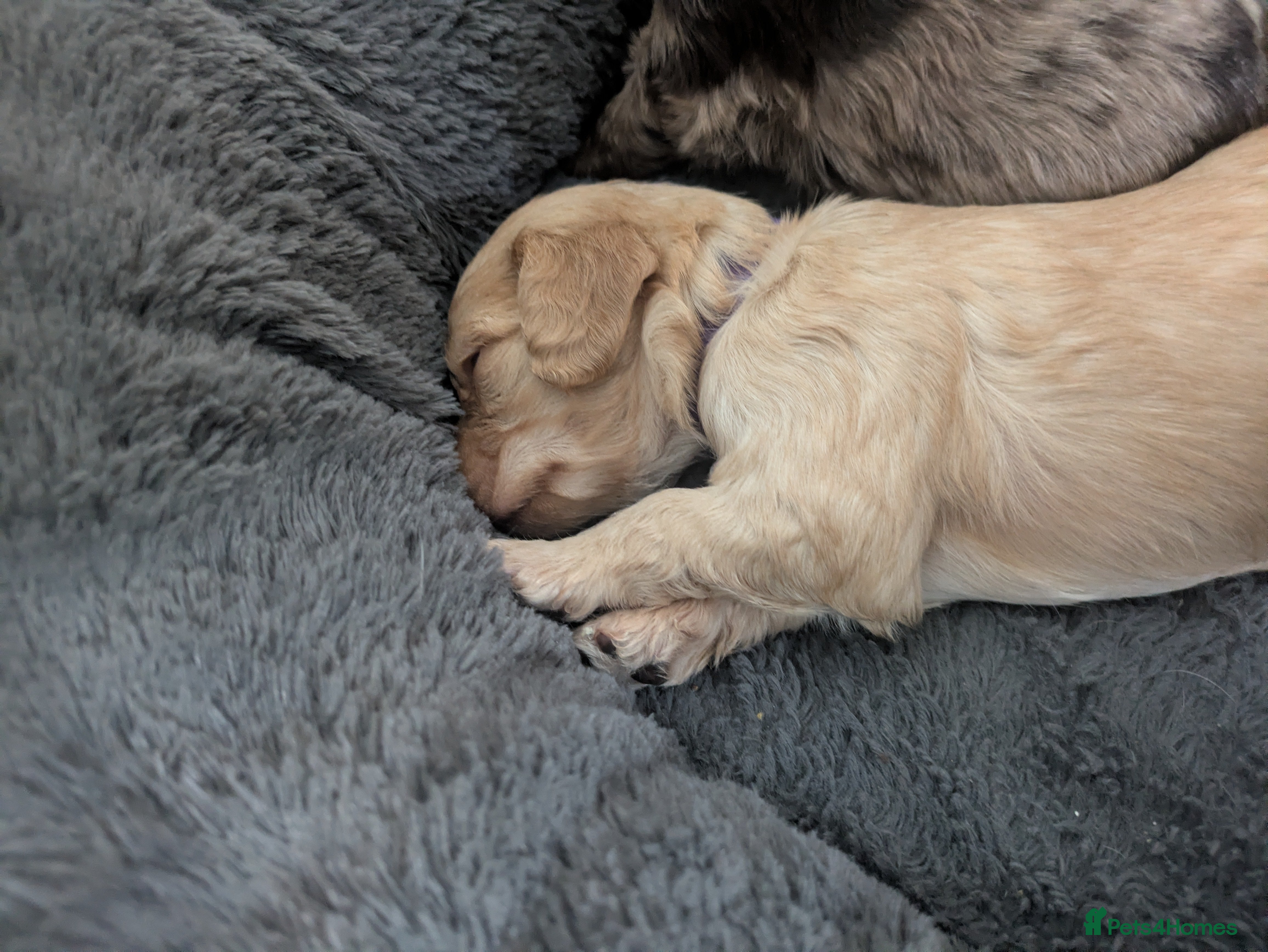 Cockapoo dogs GORGEOUS F1 COCKAPOOS  - Advert 2