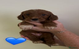 Cockapoo dogs for sale: **REDUCED** READY TO GO GIRL MINIATURE COCKAPOOS  - Image 4