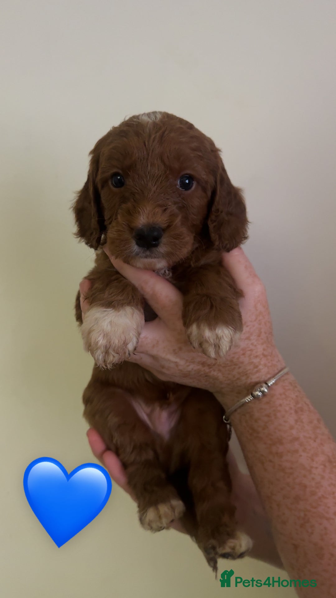 Cockapoo dogs for sale: **REDUCED** READY TO GO GIRL MINIATURE COCKAPOOS  - Image 4