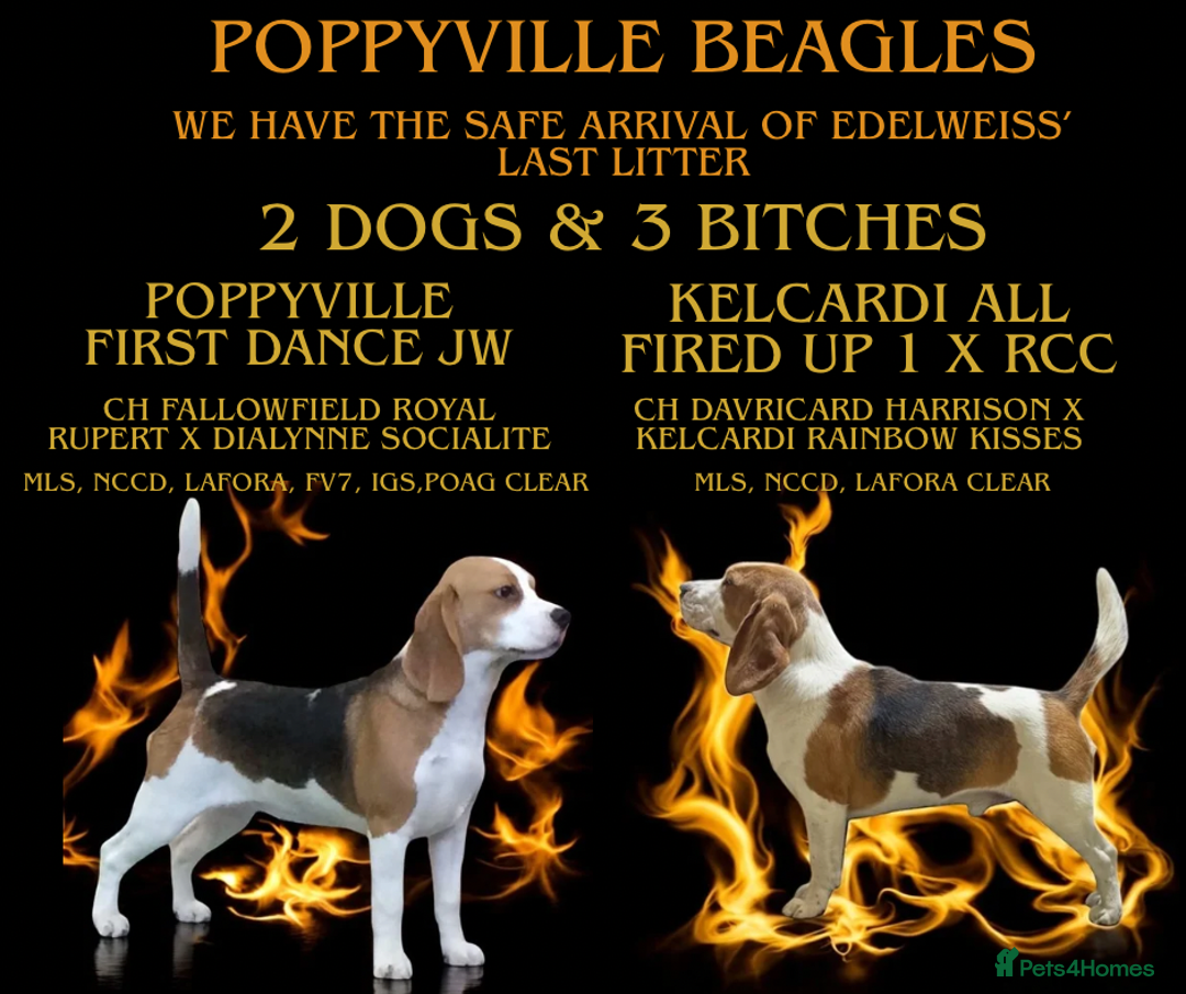 Beagle dogs for sale: KC Registered Beagles - Image 4