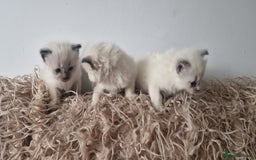 Ragdoll cats for sale: Ragdoll kittens looking for forever homes - Advert 3