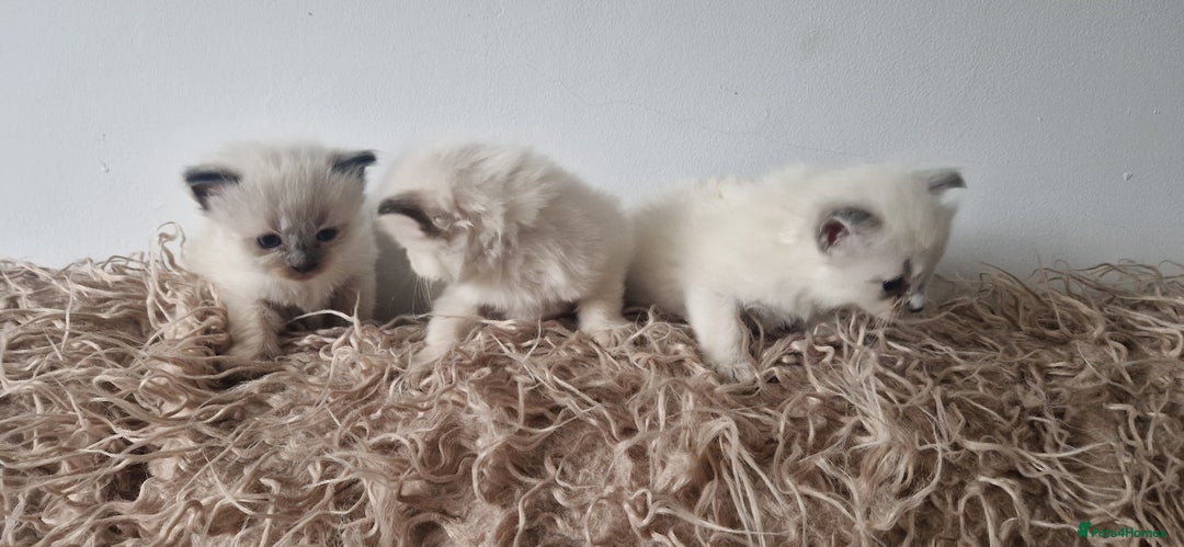 Ragdoll cats for sale: Ragdoll kittens looking for forever homes - Advert 3