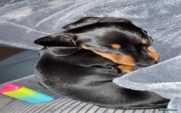 Dachshund dogs for sale: Dachshund miniature smooth haired - Image 4