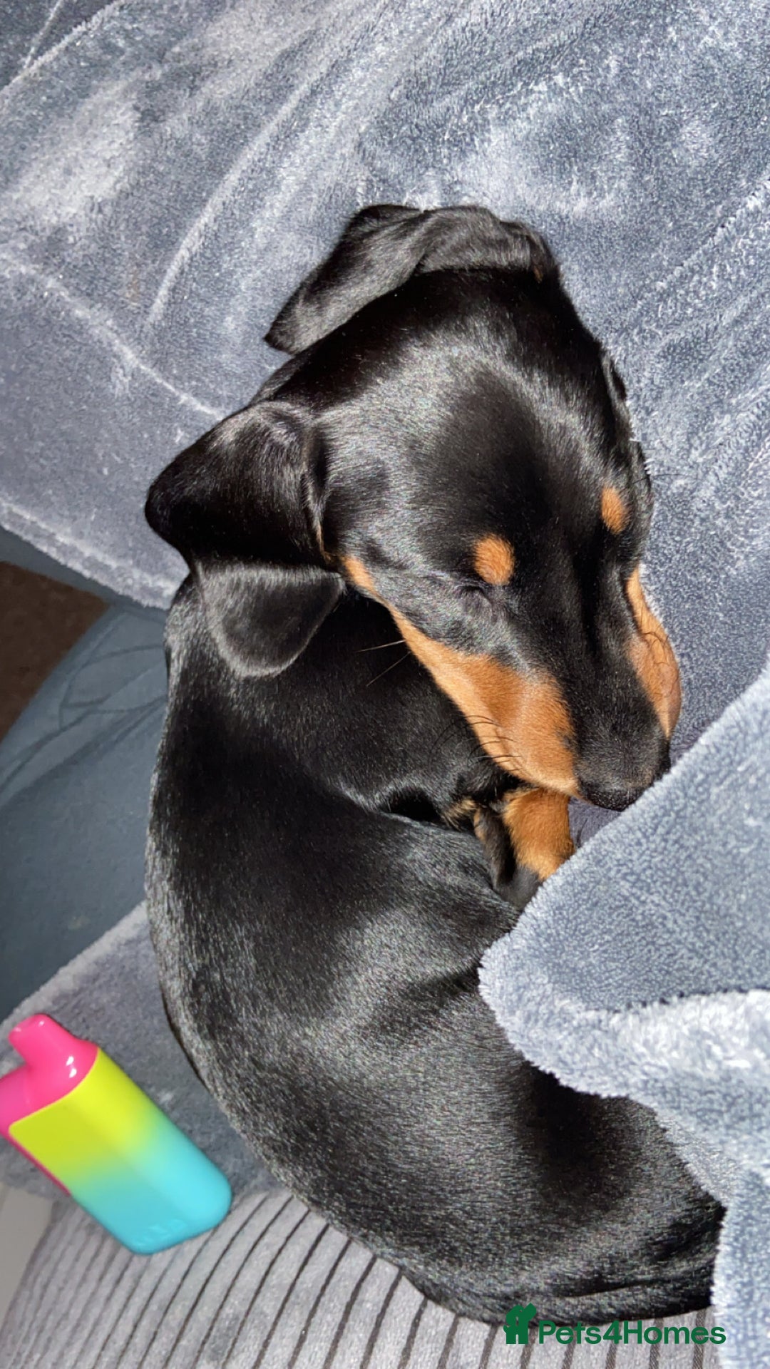 Dachshund dogs for sale: Dachshund miniature smooth haired - Image 4