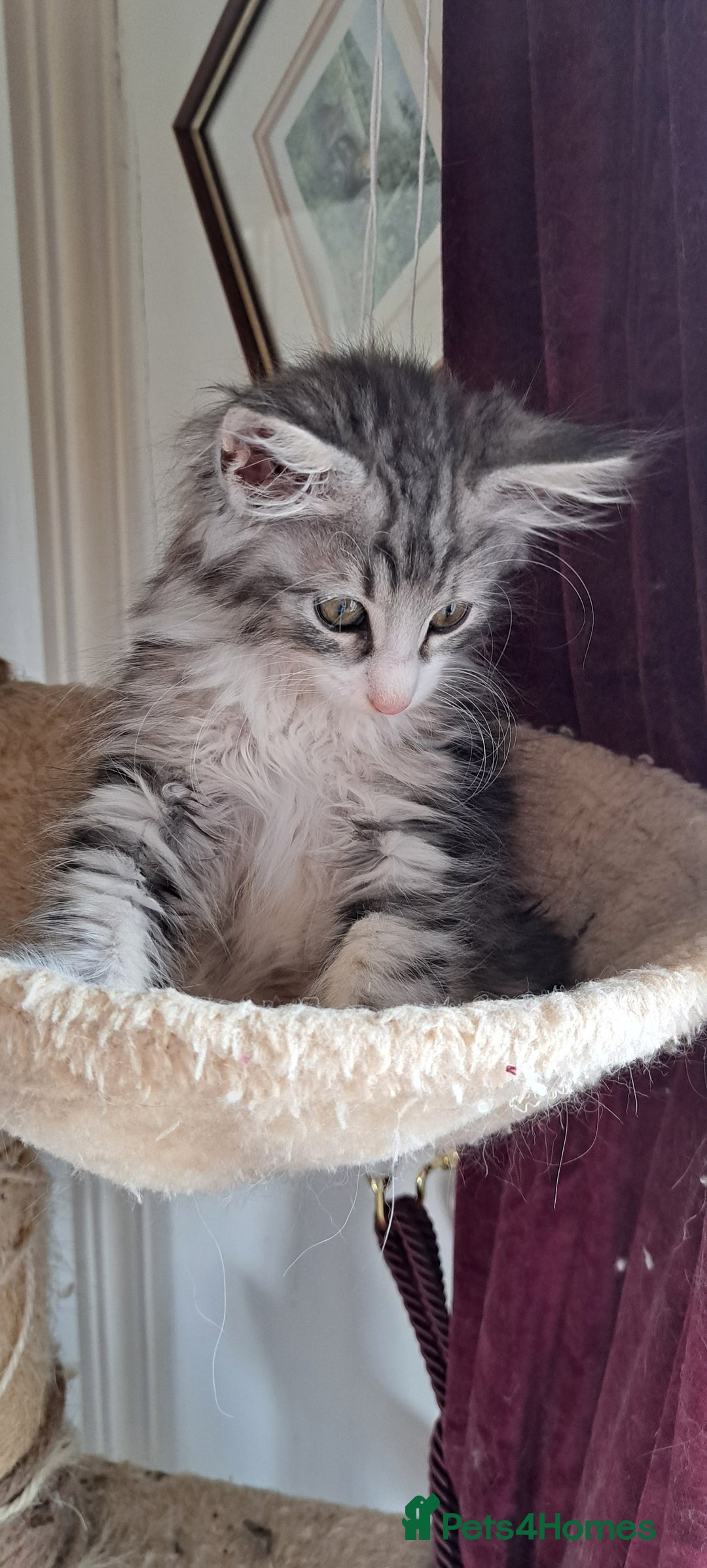 Norwegian Forest Cat cats for sale: Full Norwegian forest cat kittens - Image 17
