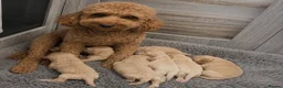 Maltipoo dogs for sale: Quality Toy Maltipoos Japan & USA CHAMPION lines  - Advert 9