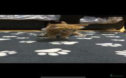 British Shorthair cats for sale: 4 kittens is looking for a loving home in Burton-on-Trent - Image 11