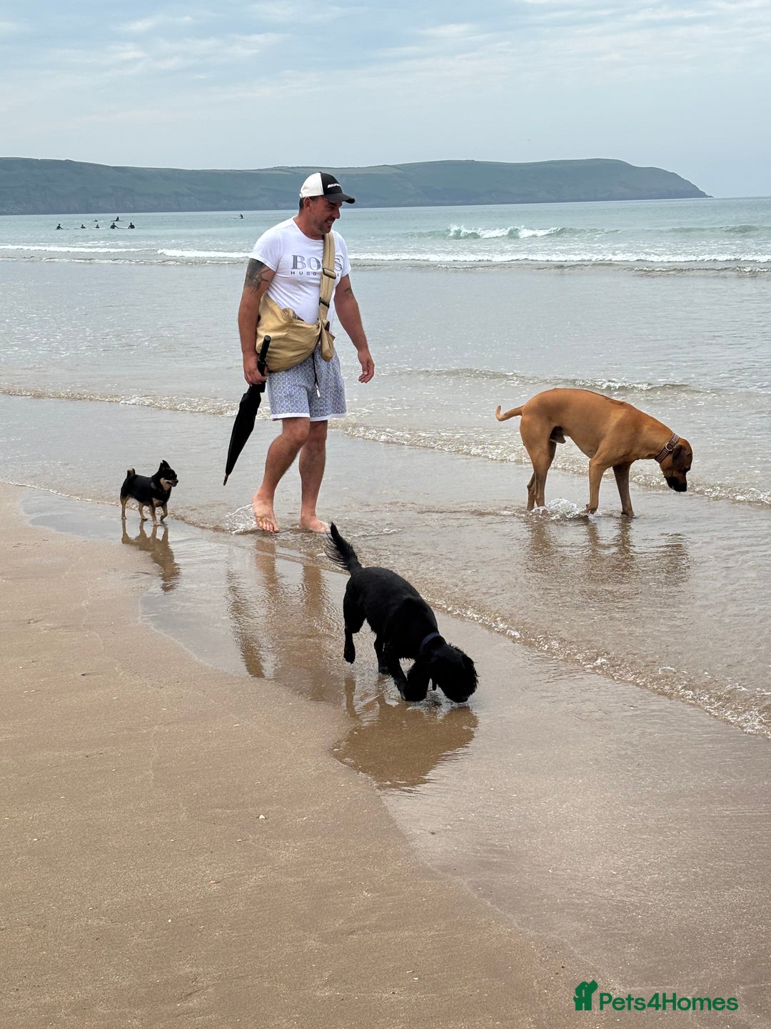 Rhodesian Ridgeback dogs for stud: Rhodesian Ridgeback - Advert 31