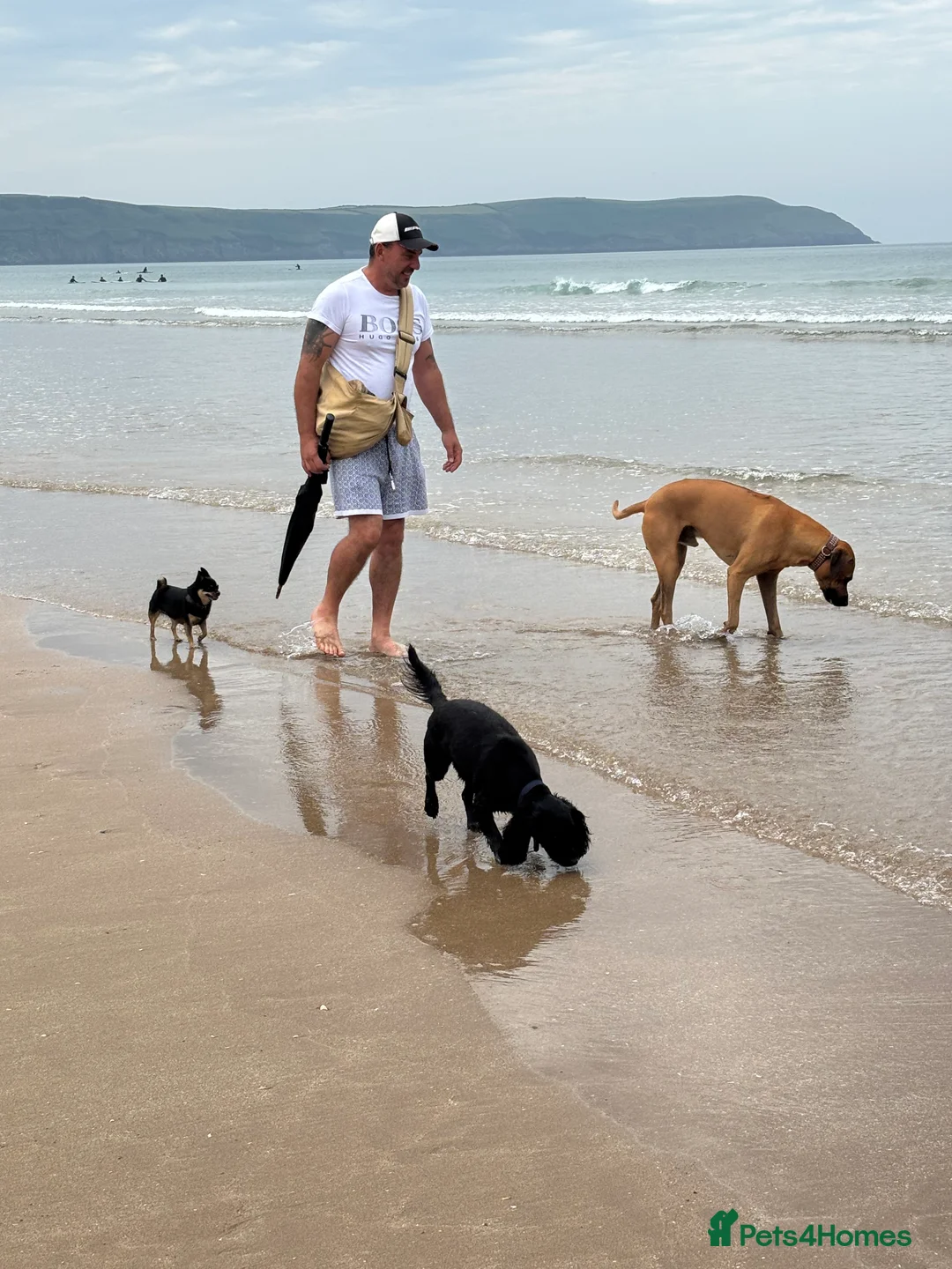 Rhodesian Ridgeback dogs for stud: Rhodesian Ridgeback - Advert 24