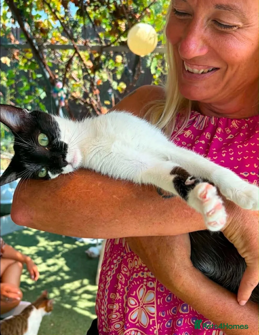 Mixed Breed cats for adoption: Vera - Norwich Norfolk  - Advert 6