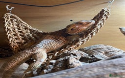Bearded Dragon reptiles for sale: Bearded dragons for sale  - Advert 2