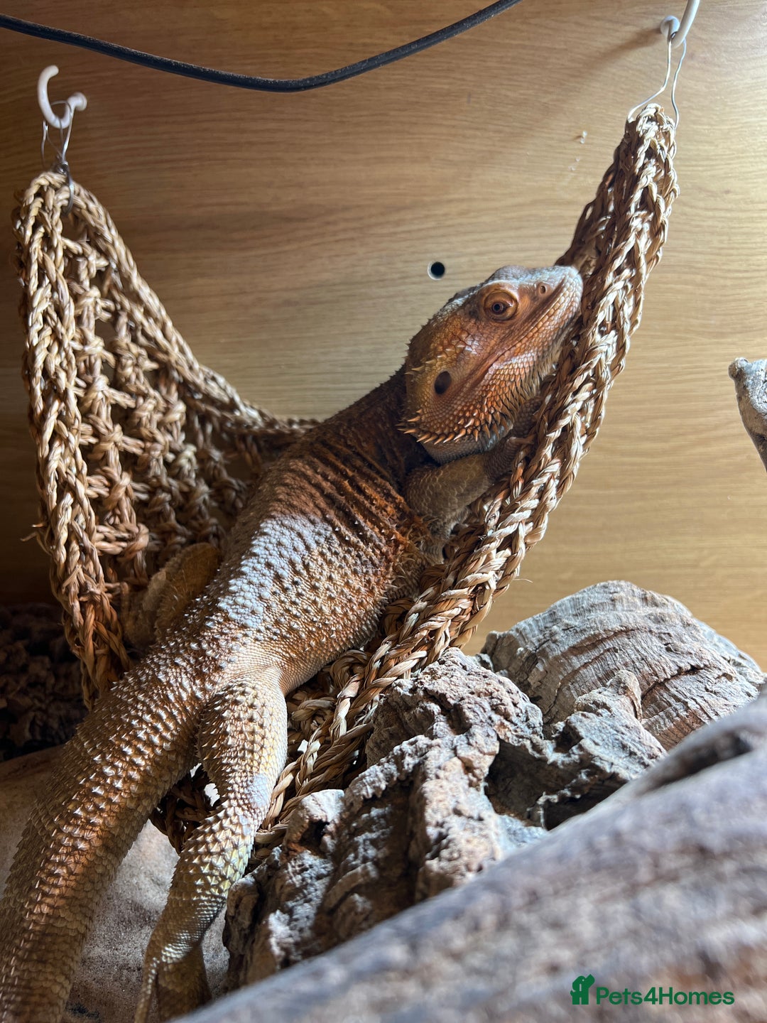 Bearded Dragon reptiles for sale: Bearded dragons for sale  - Advert 2