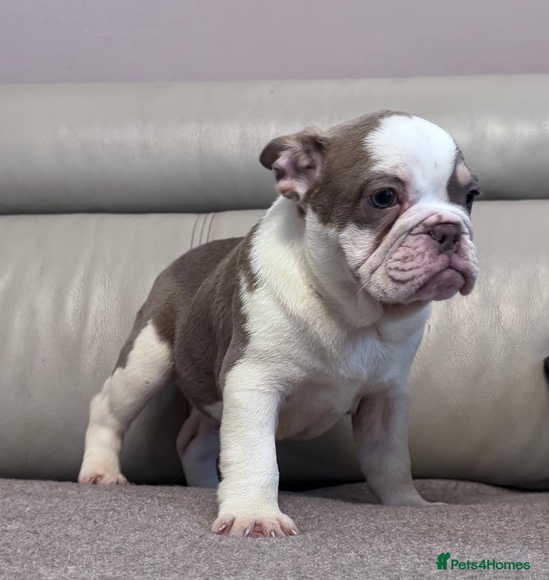 Mixed Breed dogs Bulldog puppies  - Advert 10