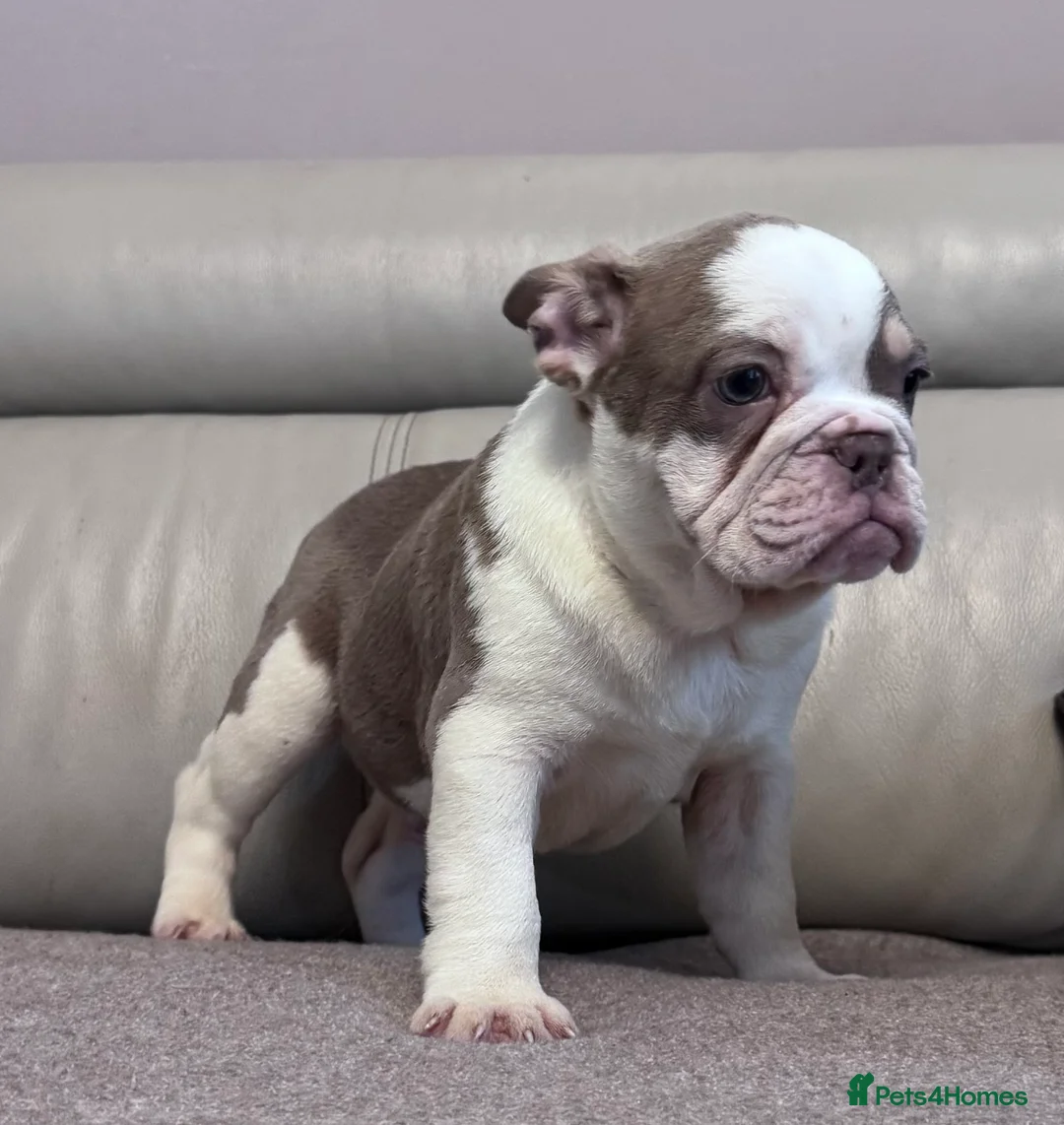 Mixed Breed dogs for sale: Bulldog puppies  - Advert 1
