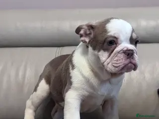Mixed Breed dogs Bulldog puppies - Advert 10