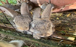 English rabbits for sale: 7 baby rabbits - Image 3
