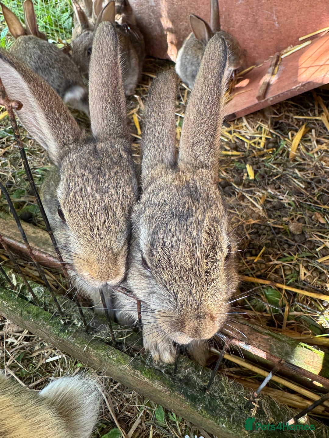 English rabbits for sale: 7 baby rabbits - Image 3