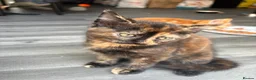 Mixed Breed cats for sale: Adorable Kittens Looking for Loving Homes!  - Advert 4