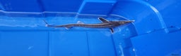 Pond Fish fish for sale: Albino & White Edge Sterlets and Diamond Sturgeon - Advert 9