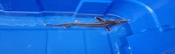 Pond Fish fish for sale: Albino & White Edge Sterlets and Diamond Sturgeon - Advert 9