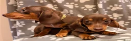 Miniature Dachshund dogs for sale: Miniature Dachshund male puppies - Advert 9