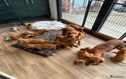 Cocker Spaniel dogs for sale: Extensively Health Tested KC Cocker Spaniels  - Image 19