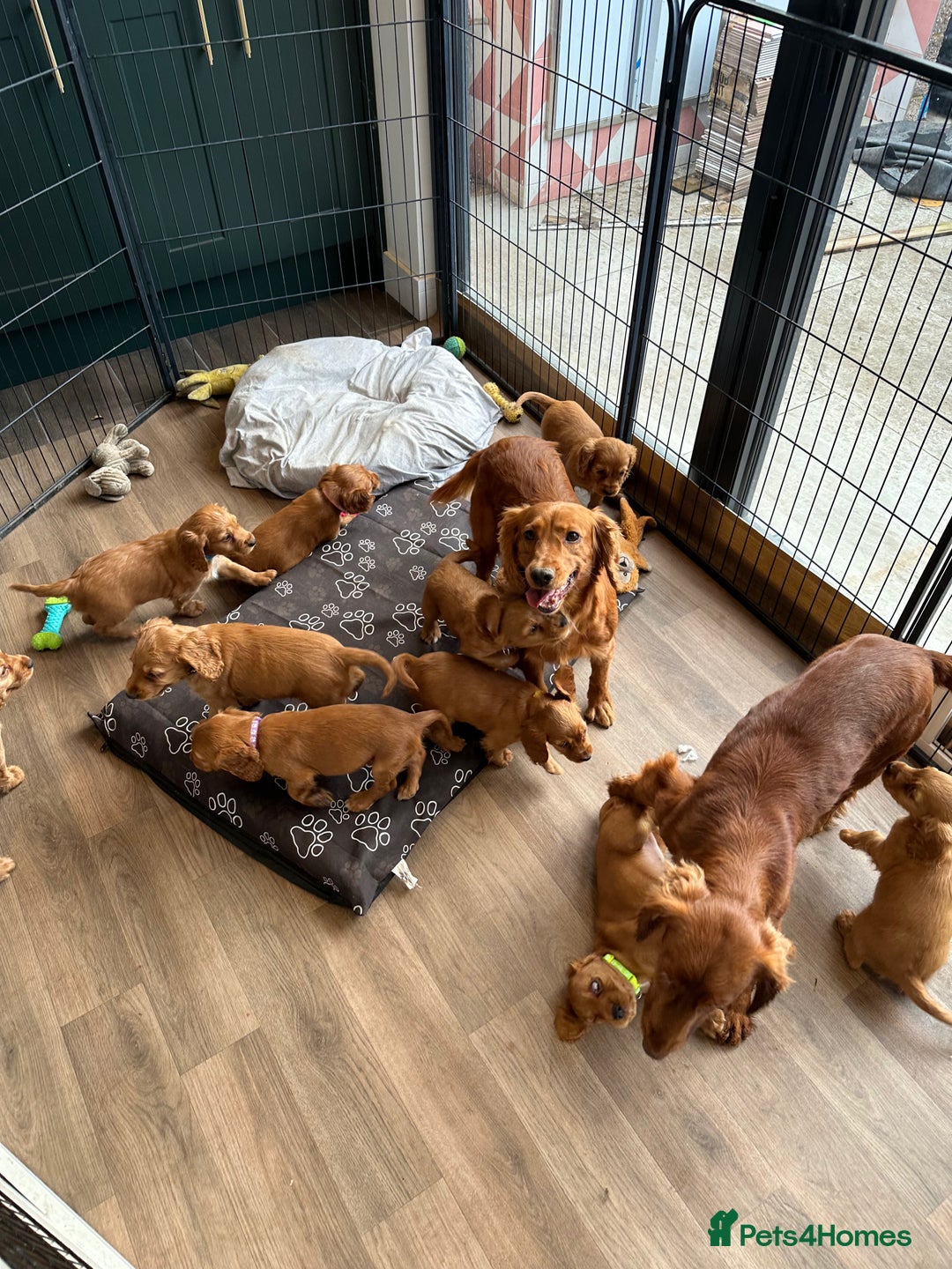 Cocker Spaniel dogs for sale: Extensively Health Tested KC Cocker Spaniels  - Image 19