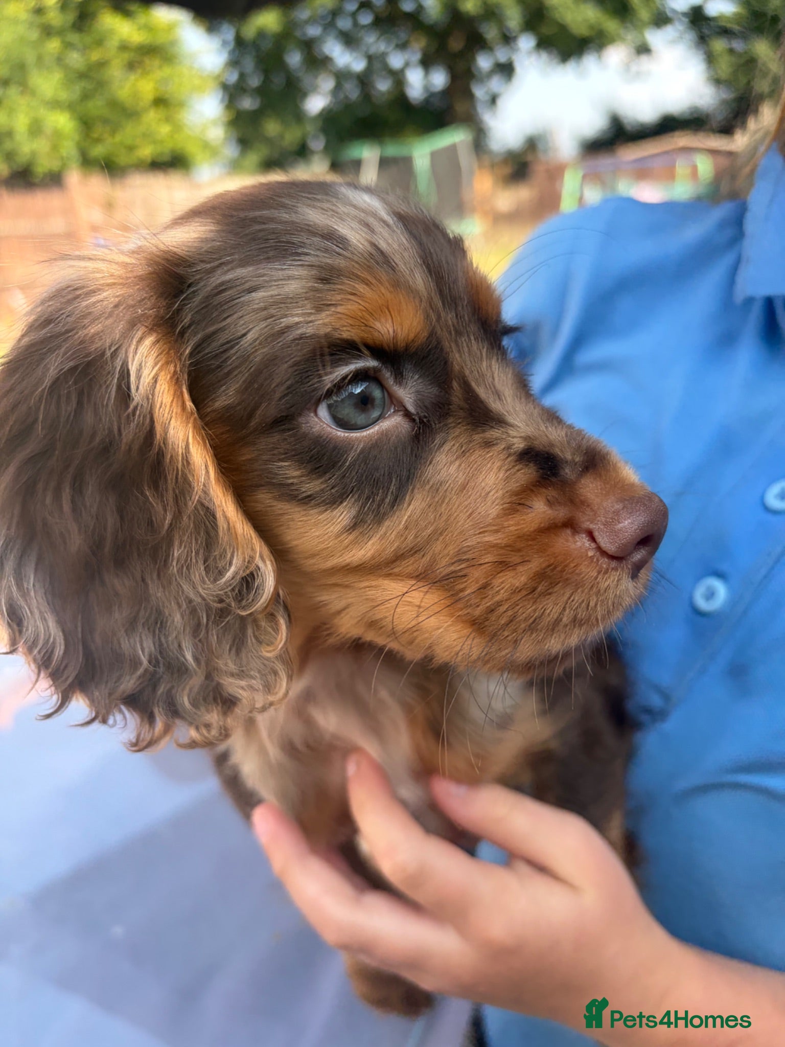 Cocker Spaniel dogs 💙LAST ONE LEFT 💙 REDUCED £900 - Advert 1