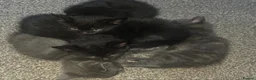 Mixed Breed cats for sale: 3 black male and 1 grey female kitten in Much Wenlock - Advert 1