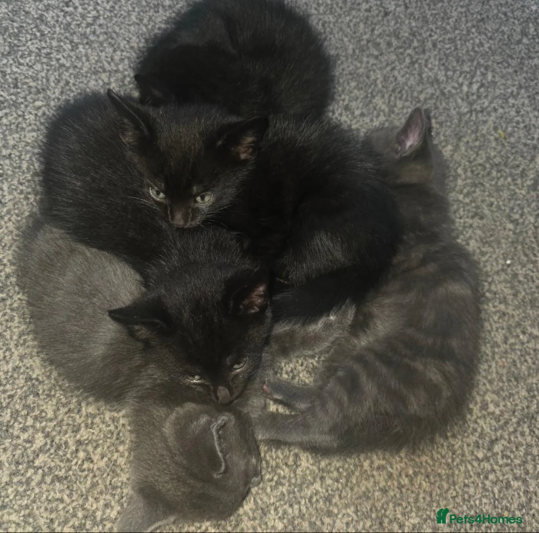 Mixed Breed cats for sale: 3 black male and 1 grey female kitten in Much Wenlock - Advert 1