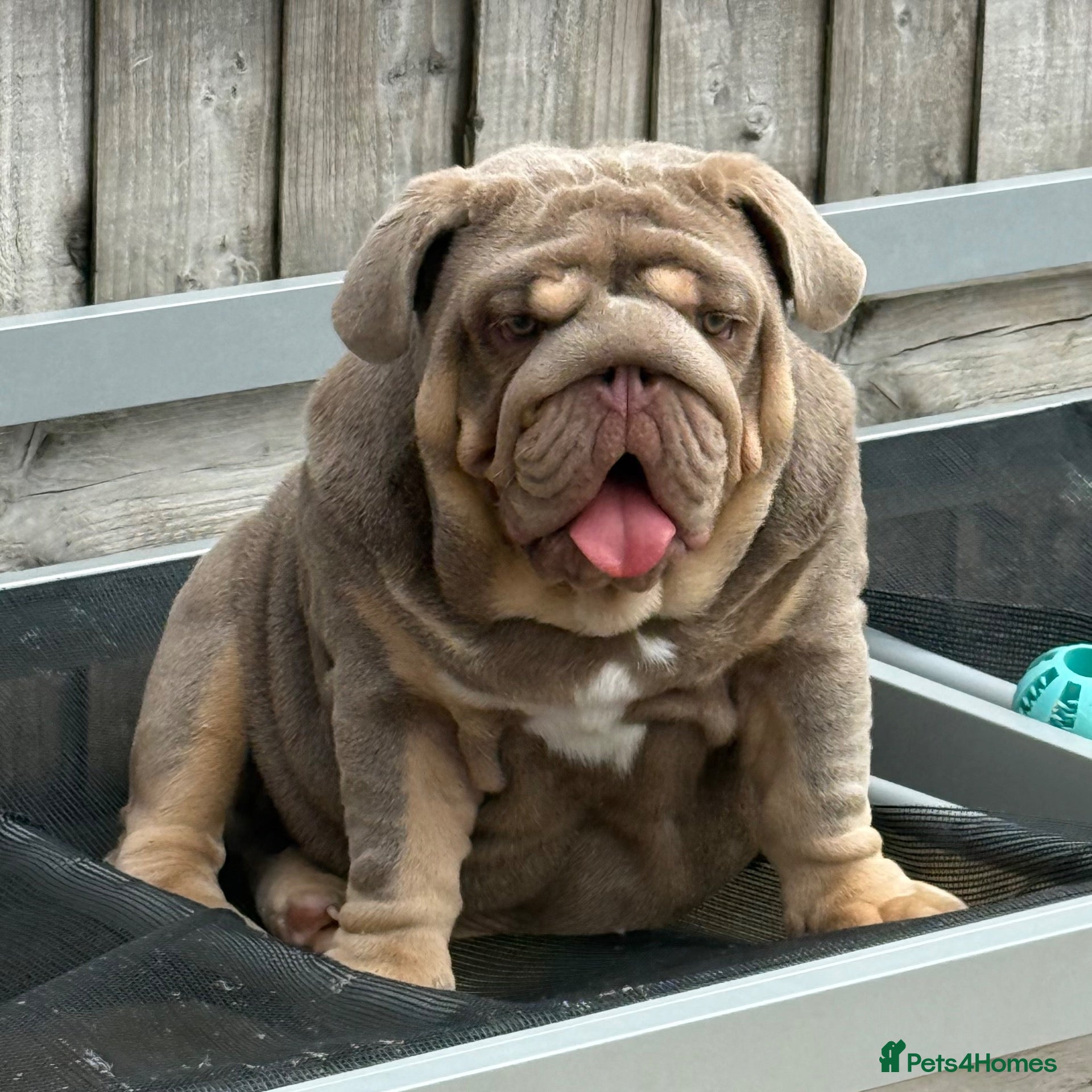 English Bulldog dogs Gorgeous 5 month old boy  - Advert 2