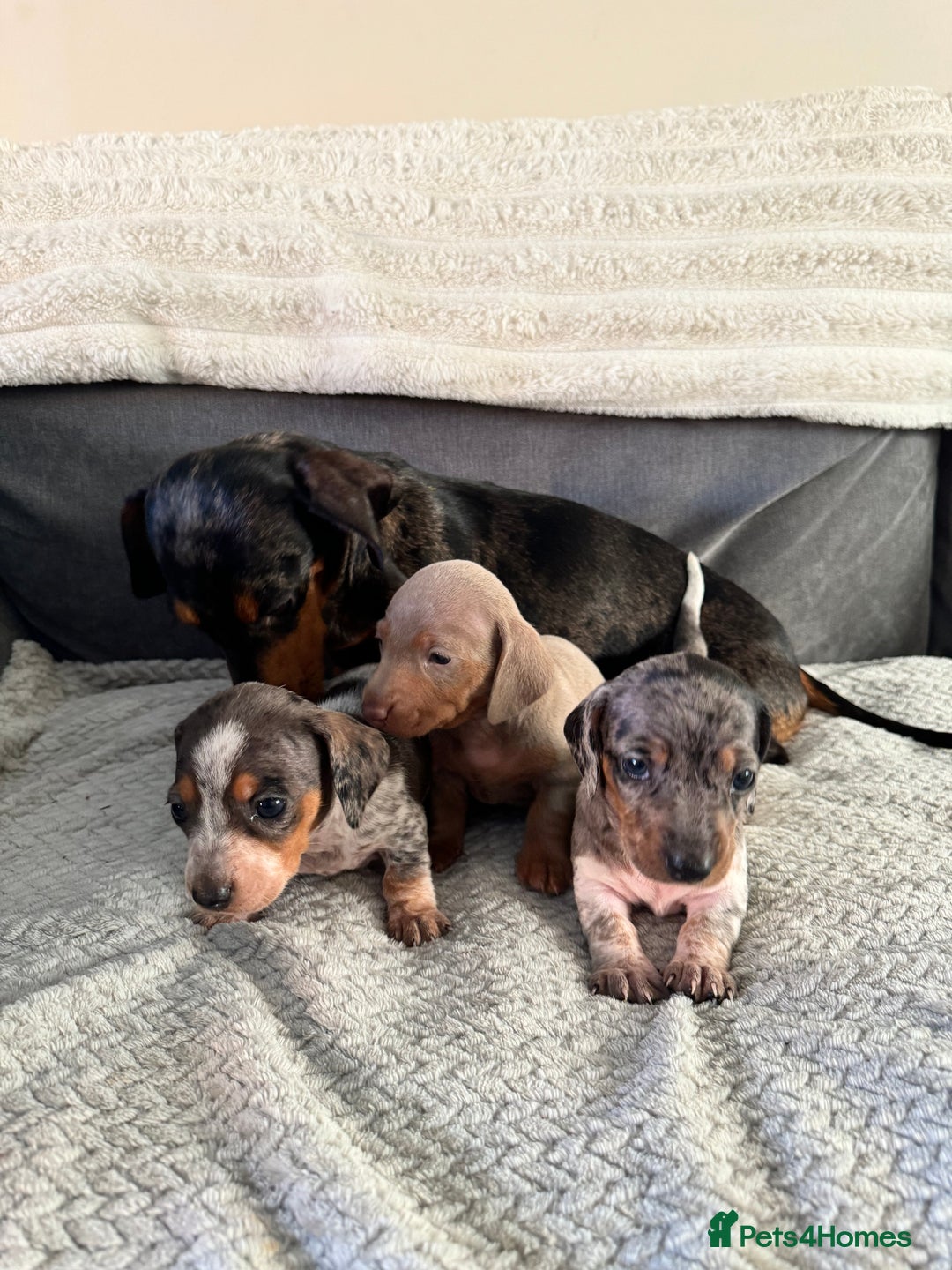 Miniature Dachshund dogs for sale: Miniature dachshund puppies - Image 11