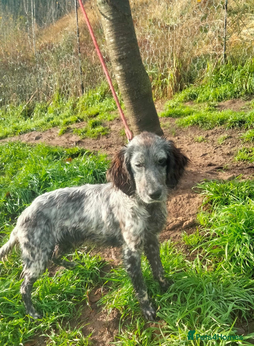 English Setter dogs for adoption: Tigger - Advert 6