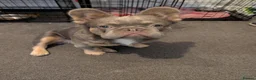 French Bulldog dogs for stud: French fluffy - Advert 7