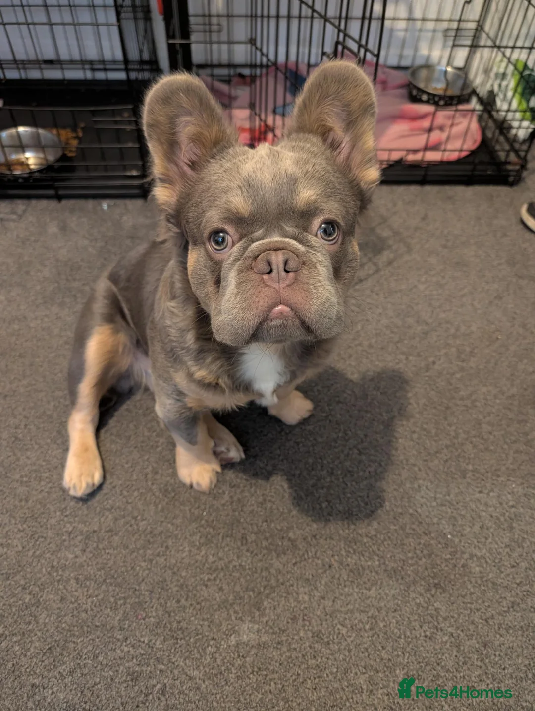 French Bulldog dogs for stud: French fluffy - Advert 7