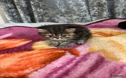 Persian cats for sale: 3 persian chinchillas 1 male 2 females - Image 3