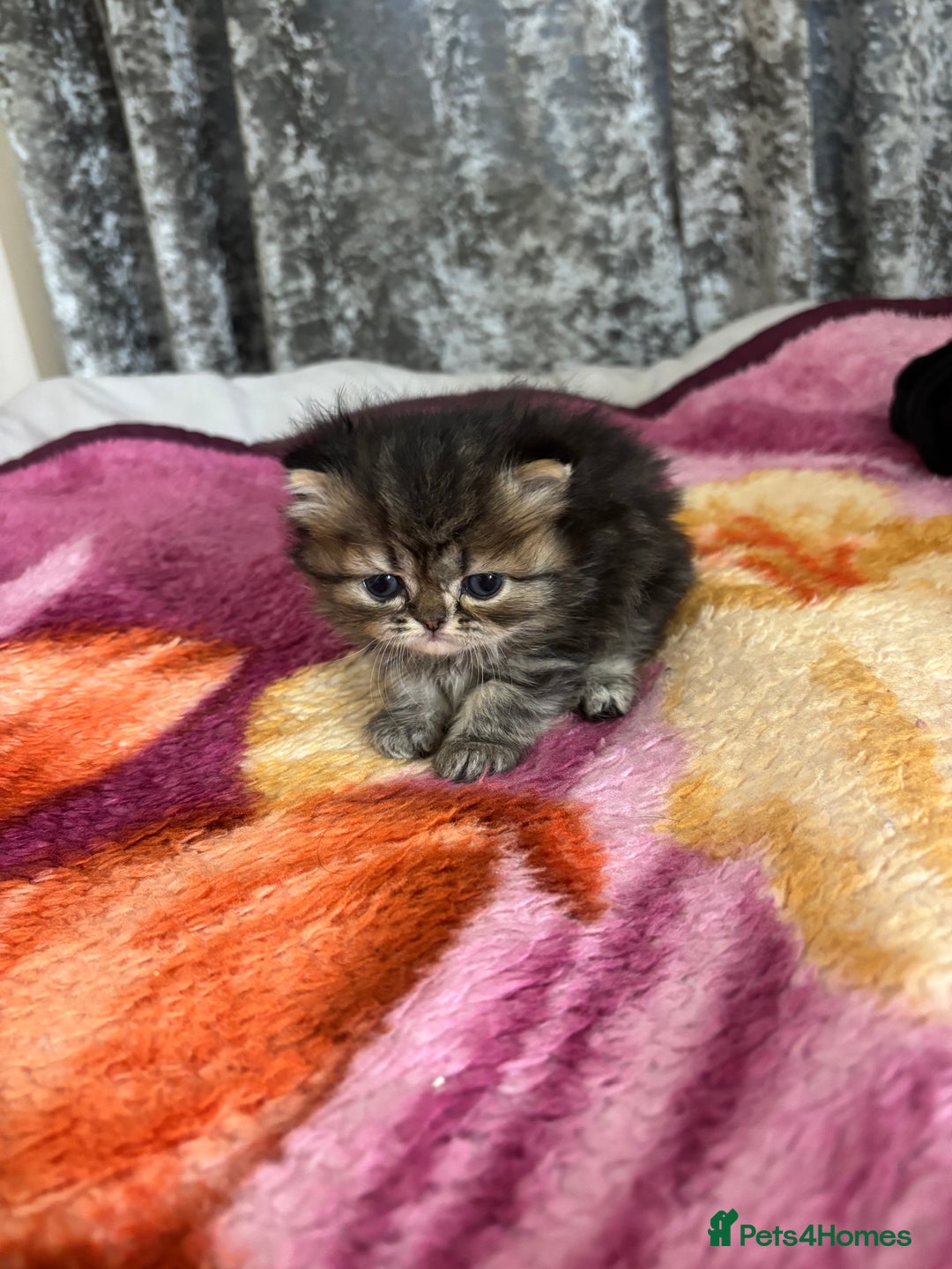 Persian cats for sale: 3 persian chinchillas 1 male 2 females - Image 3