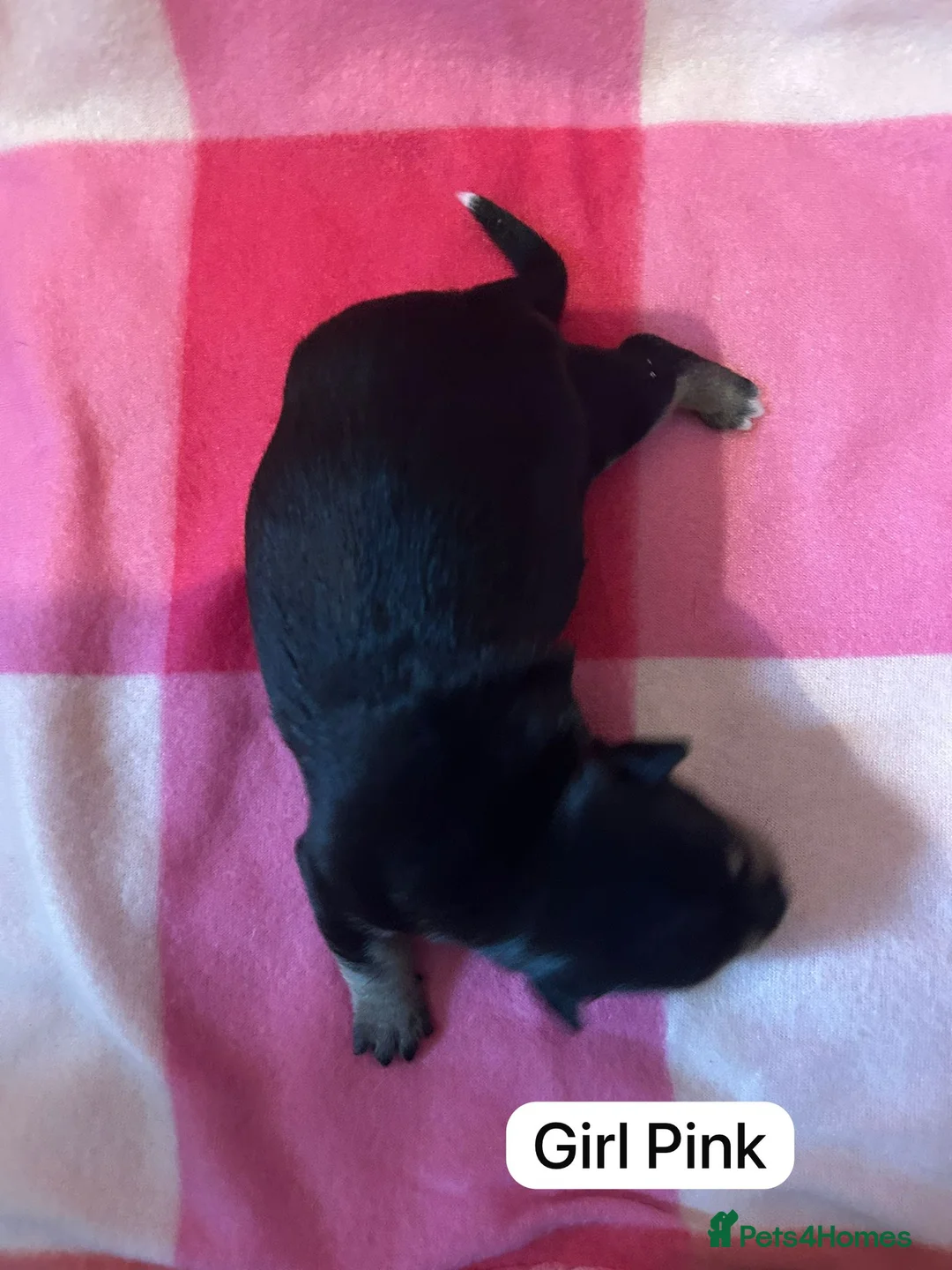 Mixed Breed dogs for sale: Beautiful Terrier Mix Puppies  in Liskeard - Advert 16