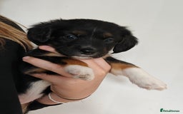 Mixed Breed dogs for sale: Jackweenie male puppies - Image 3