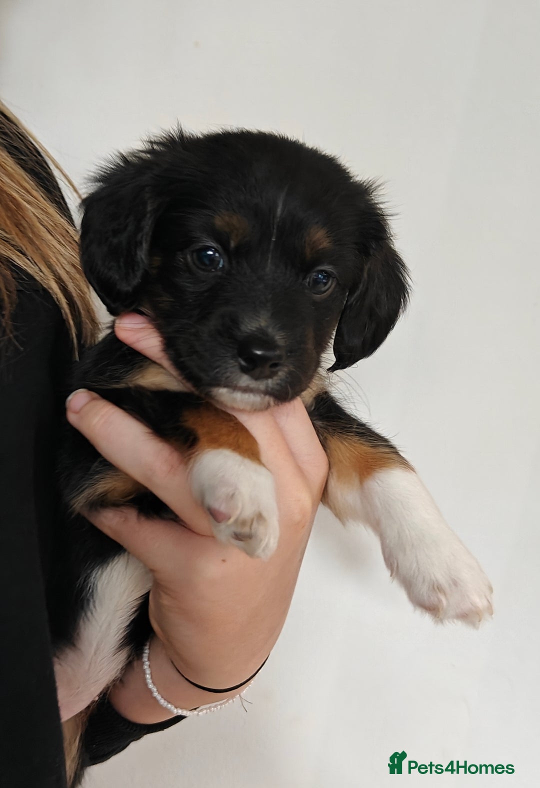 Mixed Breed dogs for sale: Jackweenie male puppies - Image 3