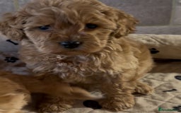 Cockapoo dogs for sale: 🐶 Gorgeous F1 Cockapoo Puppies –  Vet Checked  - Image 7