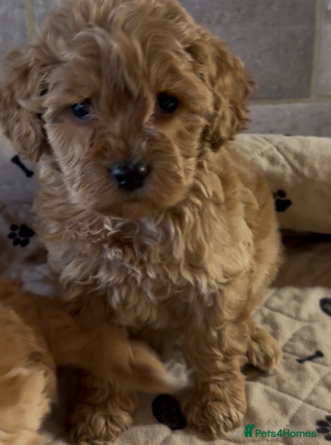 Cockapoo dogs for sale: 🐶 Gorgeous F1 Cockapoo Puppies –  Vet Checked  - Image 7