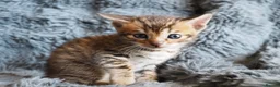 Bengal cats for sale: Silver, Snow Lynx & Brown Rosette Bengals - Advert 13